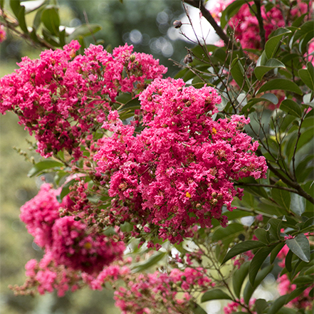 bright pink crape myrtle flowers on compact shrub