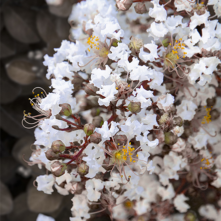 white crape myrtle flower