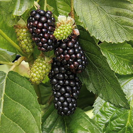superlicious blackberry fruit