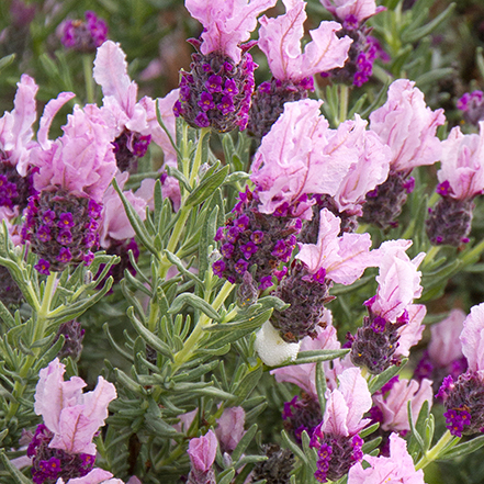 pink spanish lavender flowers