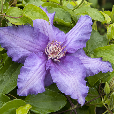 Purple Boulevard® Sacha™ Clematis flower