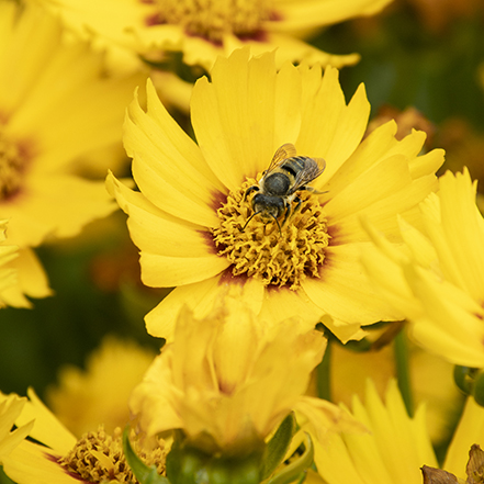 yellow coreopsis with bee at center