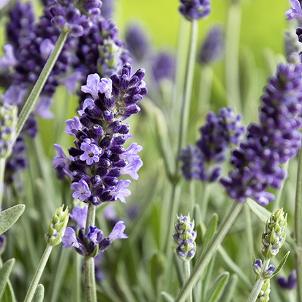 purple lavender blooms