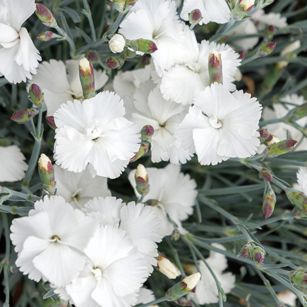 white dianthus flowers