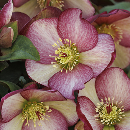 pink and white hellebore blooms