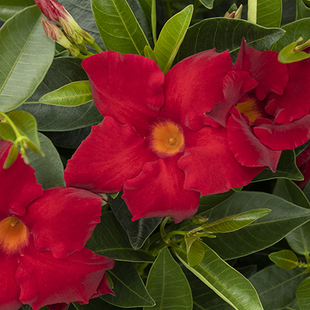 big red flowers of sunvilla giant red mandevilla