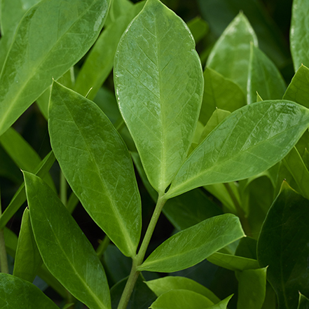 dark green zz plant leaves
