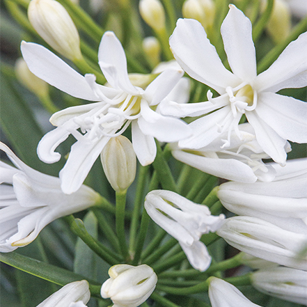 pure white agapanthus flowers