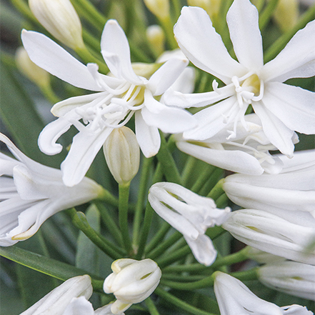 white agapanthus flowers