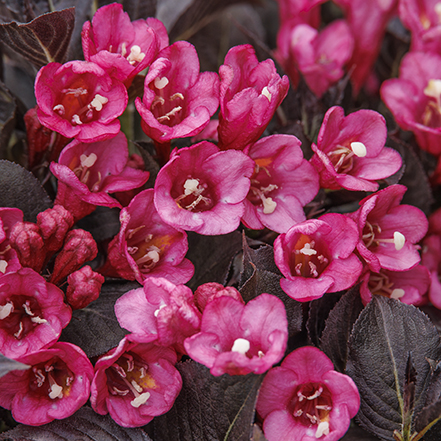 bright pink weigela flowers and dark leaves
