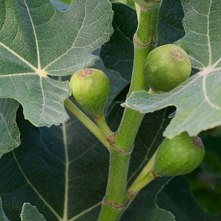 small green figs on fignomenal fig tree