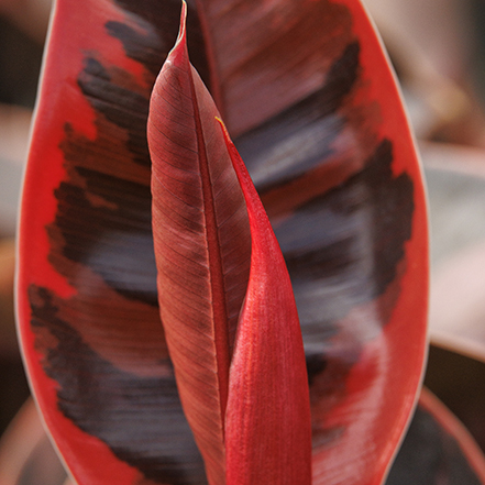red ruby rubber plant leaves