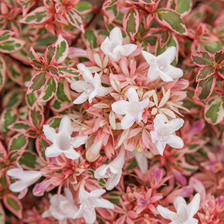 angel's blush abelia flowers are white against rose-tinged leaves