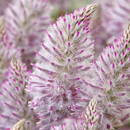 pink and white joey improved ptilotus flowers
