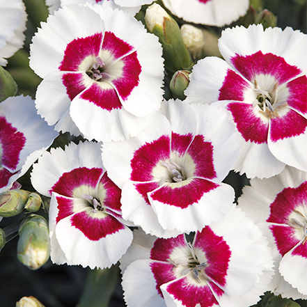 white dianthus flowers with pink centers
