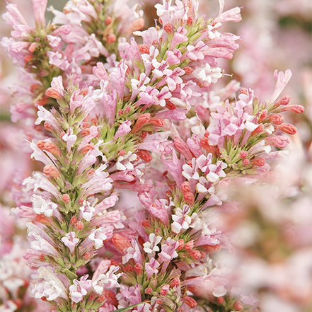 light pink agastache flowers