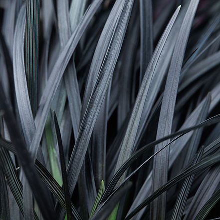 black mondo grass foliage