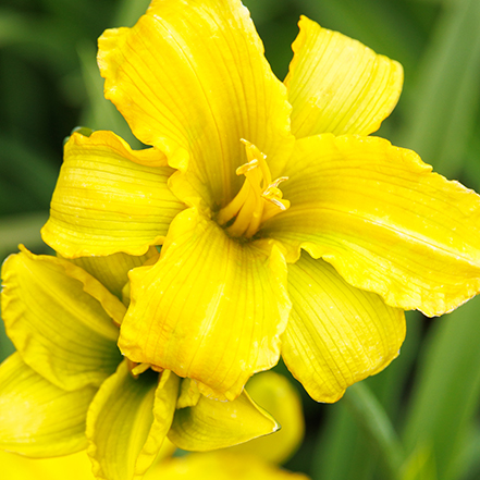yellow dayliliy flowers