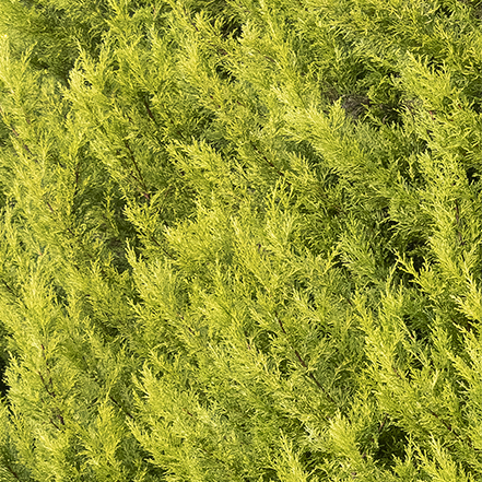 chartreuse foliage of donard gold monterey cypress