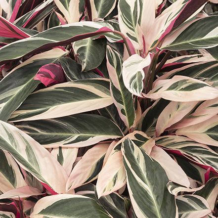 triostar stromanthe leaves are green, white, and pink