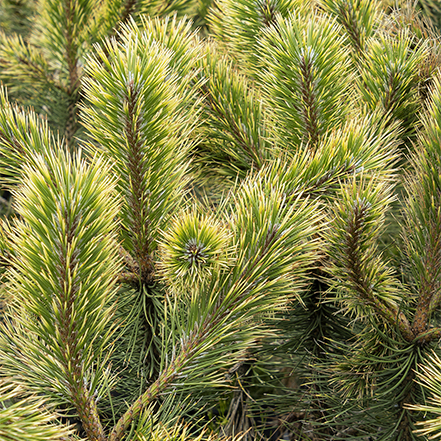 green and gold foliage of andean gold austrian pine