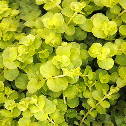 creeping jenny