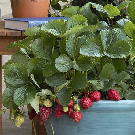 ripe red strawberries grow in a blue container
