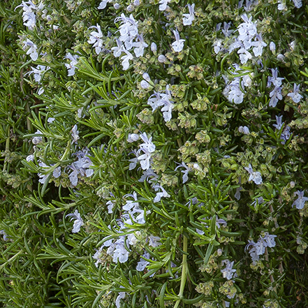 huntington carpet rosemary with blue flowers