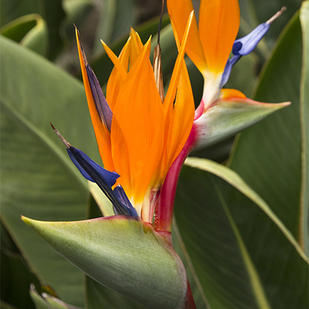 bird of paradise plant with orange and blue flowers