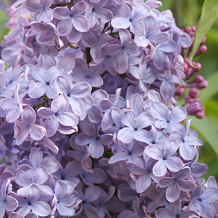 lavender blue lilac flowers