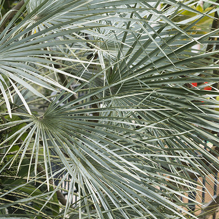 atlas mountain palm