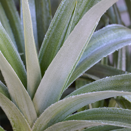 silvery green astelia foliage