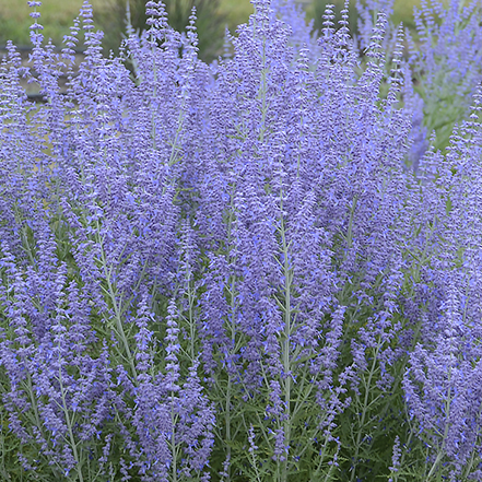 violet-blue flowers of russian sage