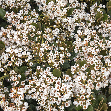 white flowers on georgia petite indian hawthorn