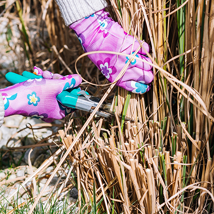 cutting ornamental grasses with shears and pink garden gloves