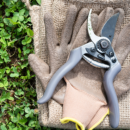 garden shears and garden gloves are tools you need to cut ornamental grasses