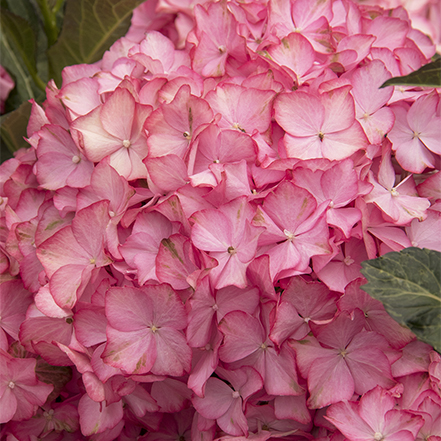 pink hydrangea flowers