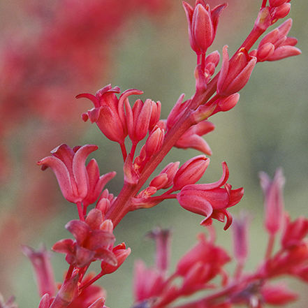 red yucca flowers attract hummingbirds