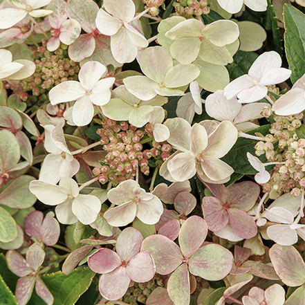 white and pink early evolution hydrangea flowers