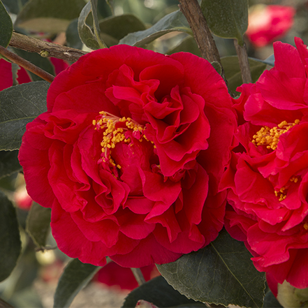 red camellia flowers with yellow stamens