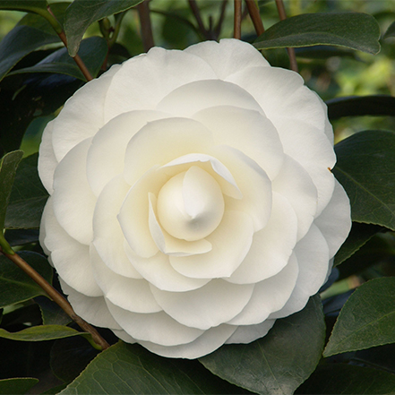white camellia flower