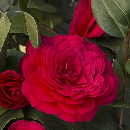 dark red camellia flowers show deep love