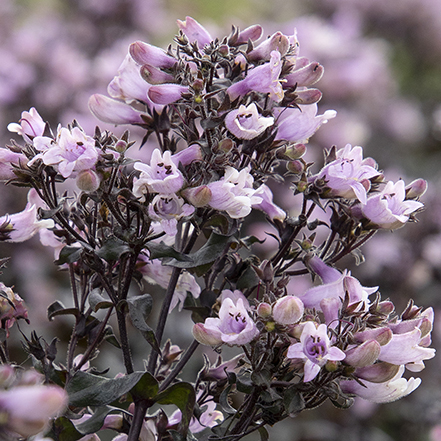 lavender-violet beardtongue flowers