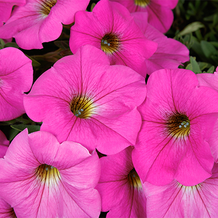 pink supercal hybrid petunia