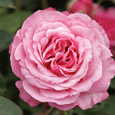 pink fragrant climbing rose