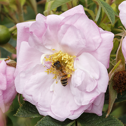 pink rugosa rose with bee at center