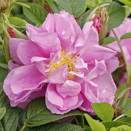 pink rugosa rose