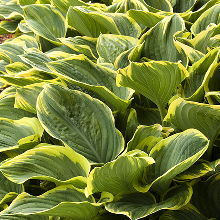 sagae hosta with gold edges on green leaves