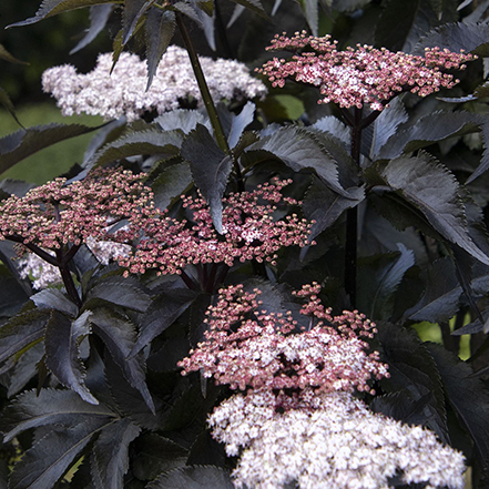 black leaves and pink and white flowers of black tower elderberry