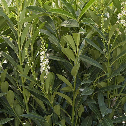 green leaves and white flowers of cherry laurel